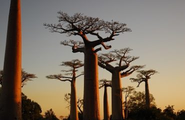 Allée des Baobabs - Morondava
