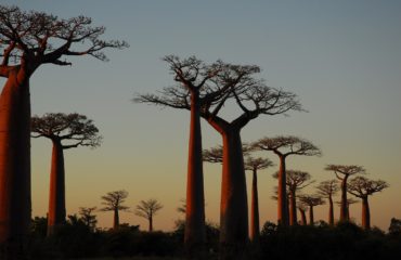 Allée des Baobabs Morondava