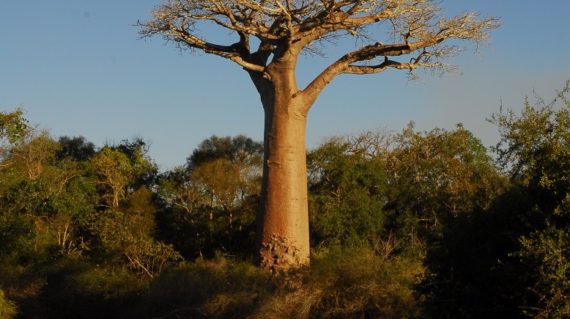 Baobab Ouest de Madagascar