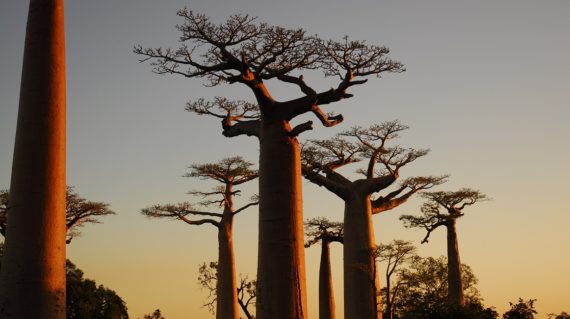 Coucher de Soleil à l'Allée des Baobabs