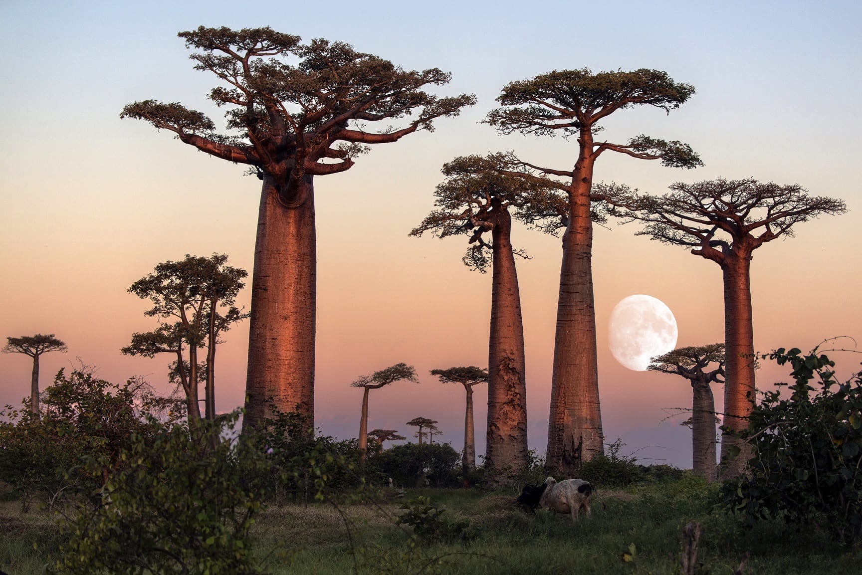 Unique le coucher de soleil à l'allée des baobabs