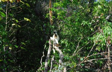 Lémurien Parc National Bemaraha