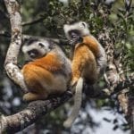 Parcs et Réserves naturelles de Madagascar