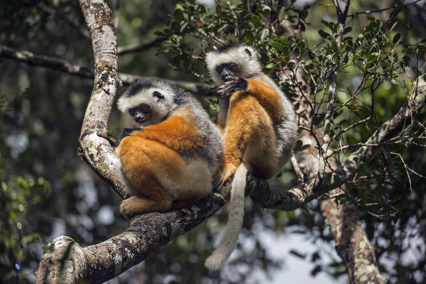 Parcs et Réserves naturelles de Madagascar
