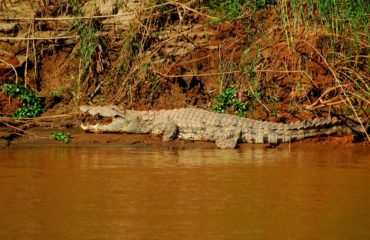 Crocodile sur les berges du fleuve Tsiribihina