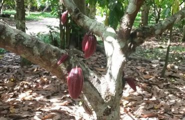Plantation de Cacao à Ambanja