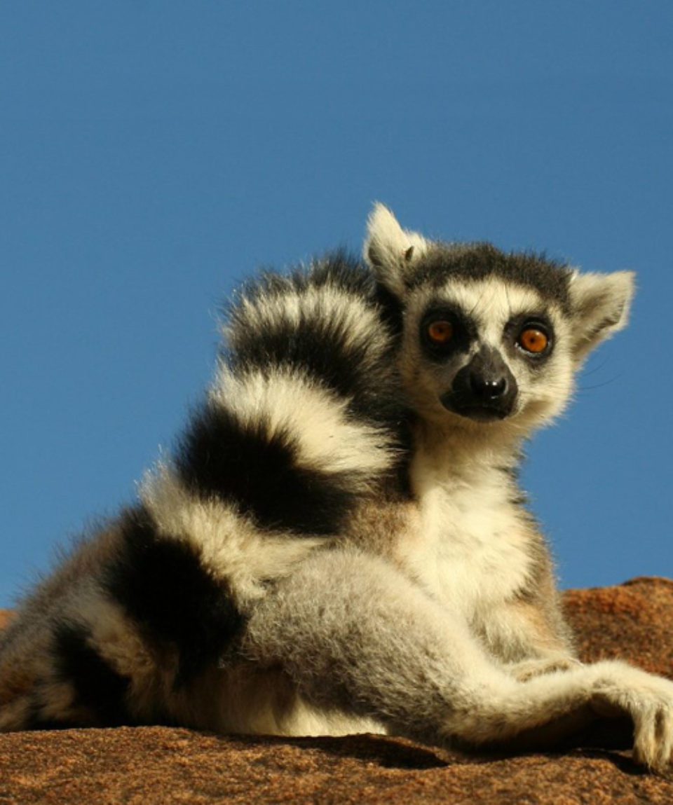Madagascar ses Lémuriens