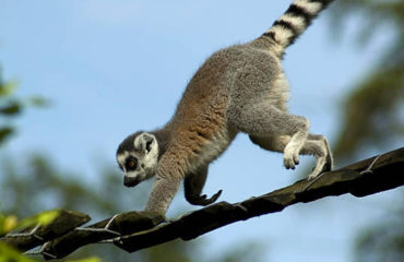 Animaux de Madagascar