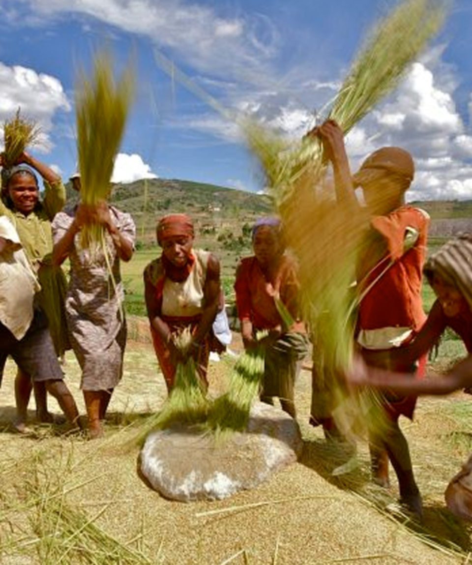 Fianarantsoa grenier à riz de Madagascar